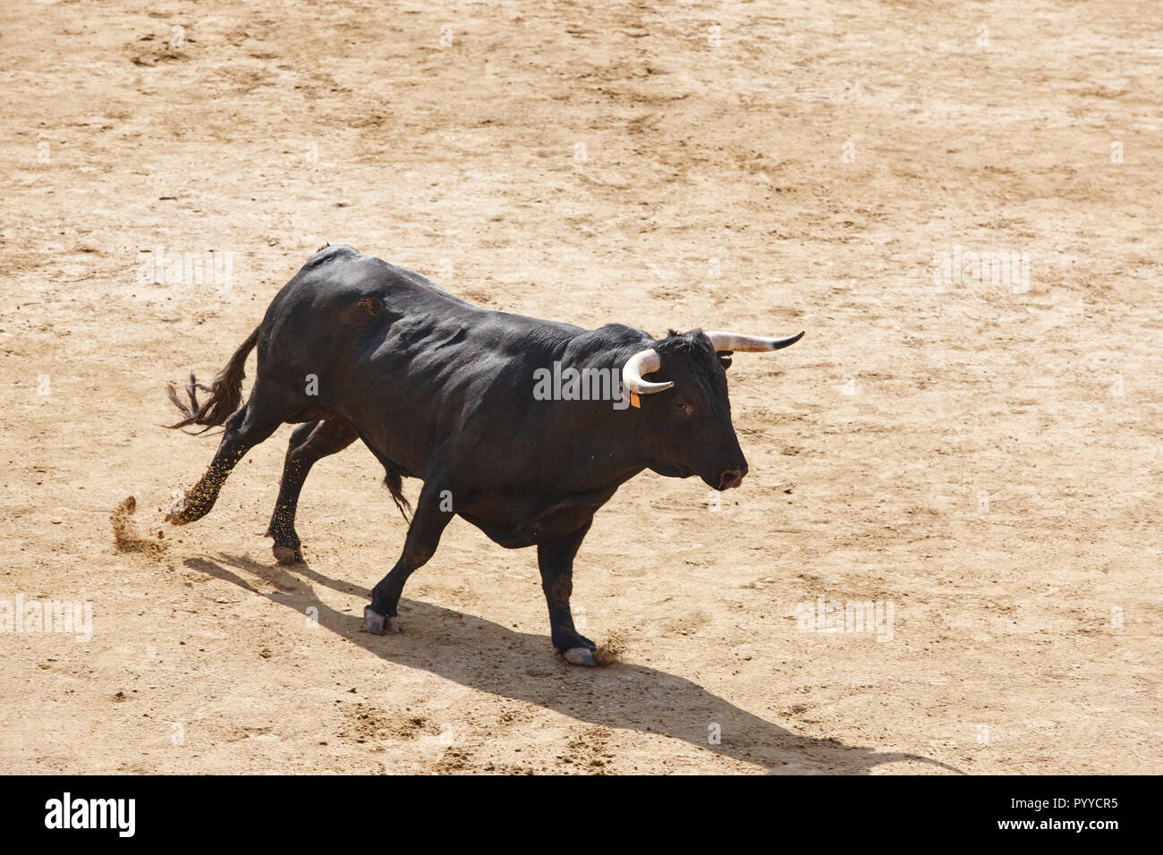 Fighting bull in the arena. Bullring. Toro bravo. Spain. Horizontal ...