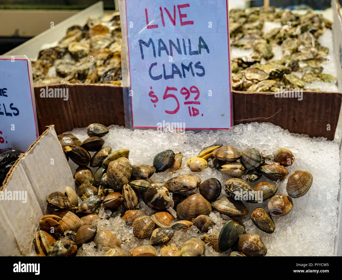Live manila clams in ice for sale for 5.99 USD in fishermans market