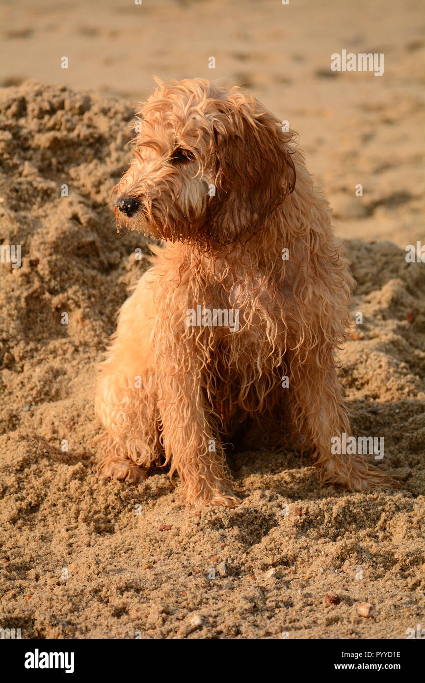 Do Cockapoos Like To Swim