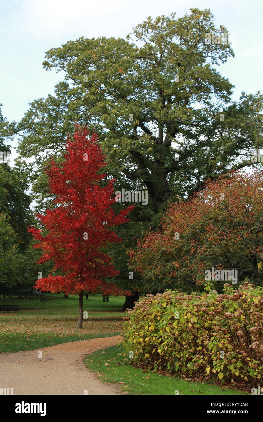 Trees in the garden alongside a winding path Stock Photo