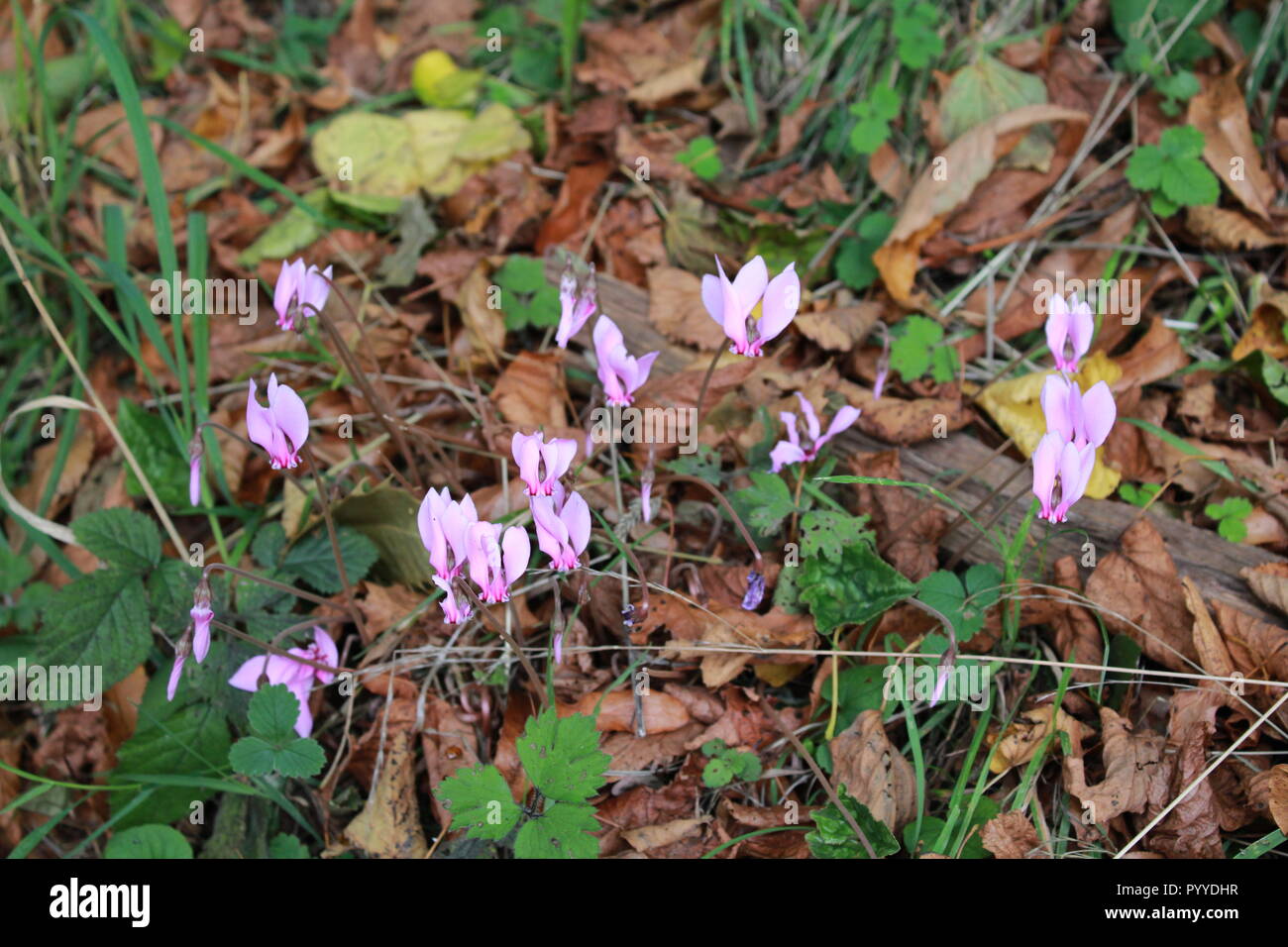 pretty pink flowers in the undergrowth Stock Photo