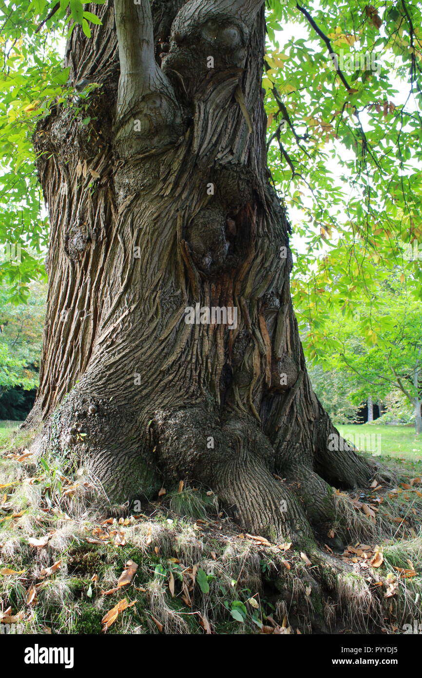 large gnarly tree Stock Photo