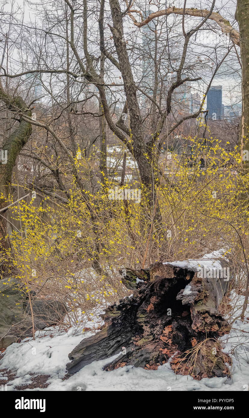 Central Park, Manhattan, New York City in spring Stock Photo Alamy