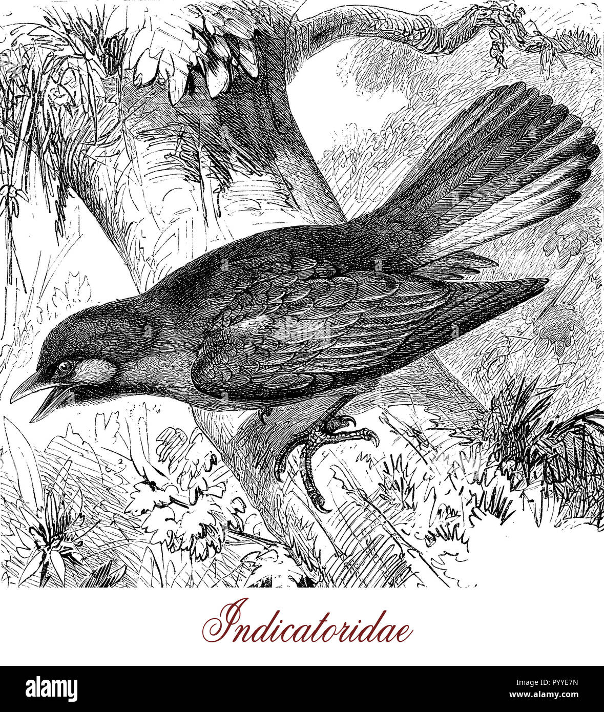 Vintage engraving of honeyguide, passerine bird leading humans to bee colonies where they feed of wax and larvae of waxmoth Stock Photo