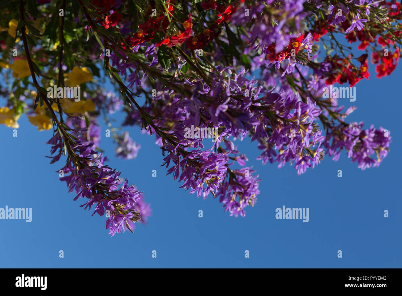 Colorful Flowers Blooming in an Outdoor Hanging Planter Box, With Blue Sky Background Stock Photo