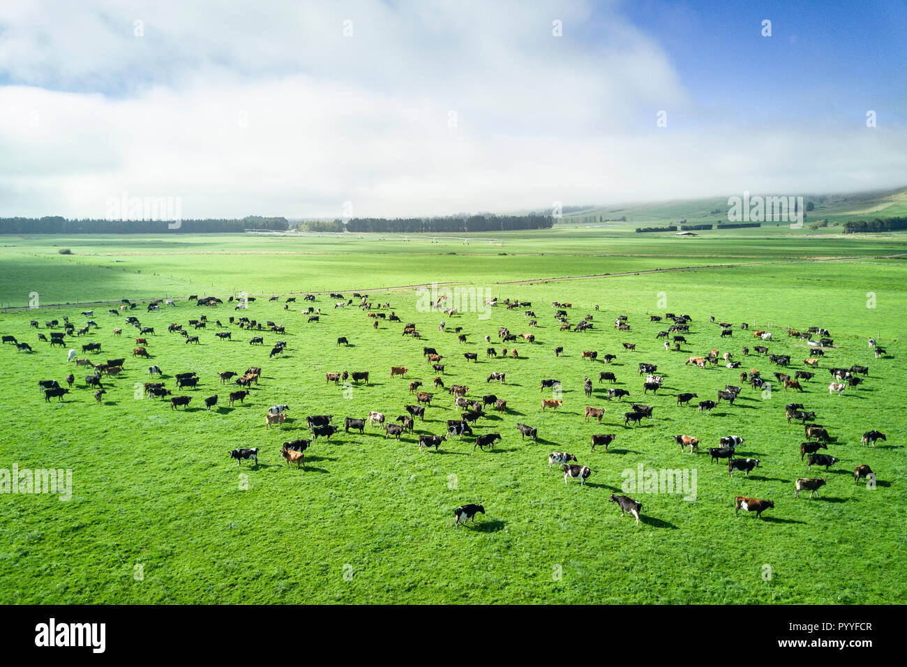 Aerial view of cattle herd in New Zealand countryside on the South Island Stock Photo
