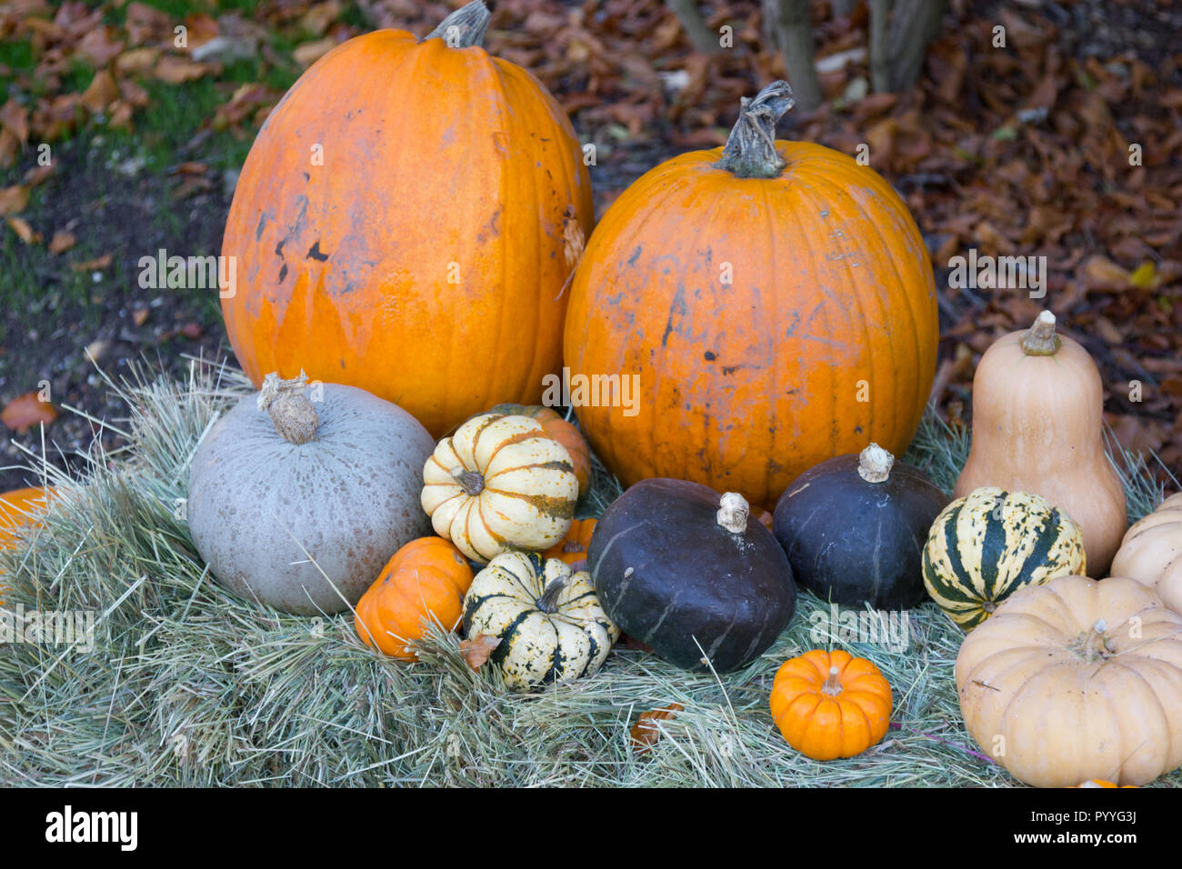 Organic Pumpkins and squashes on a bail of hay Stock Photo