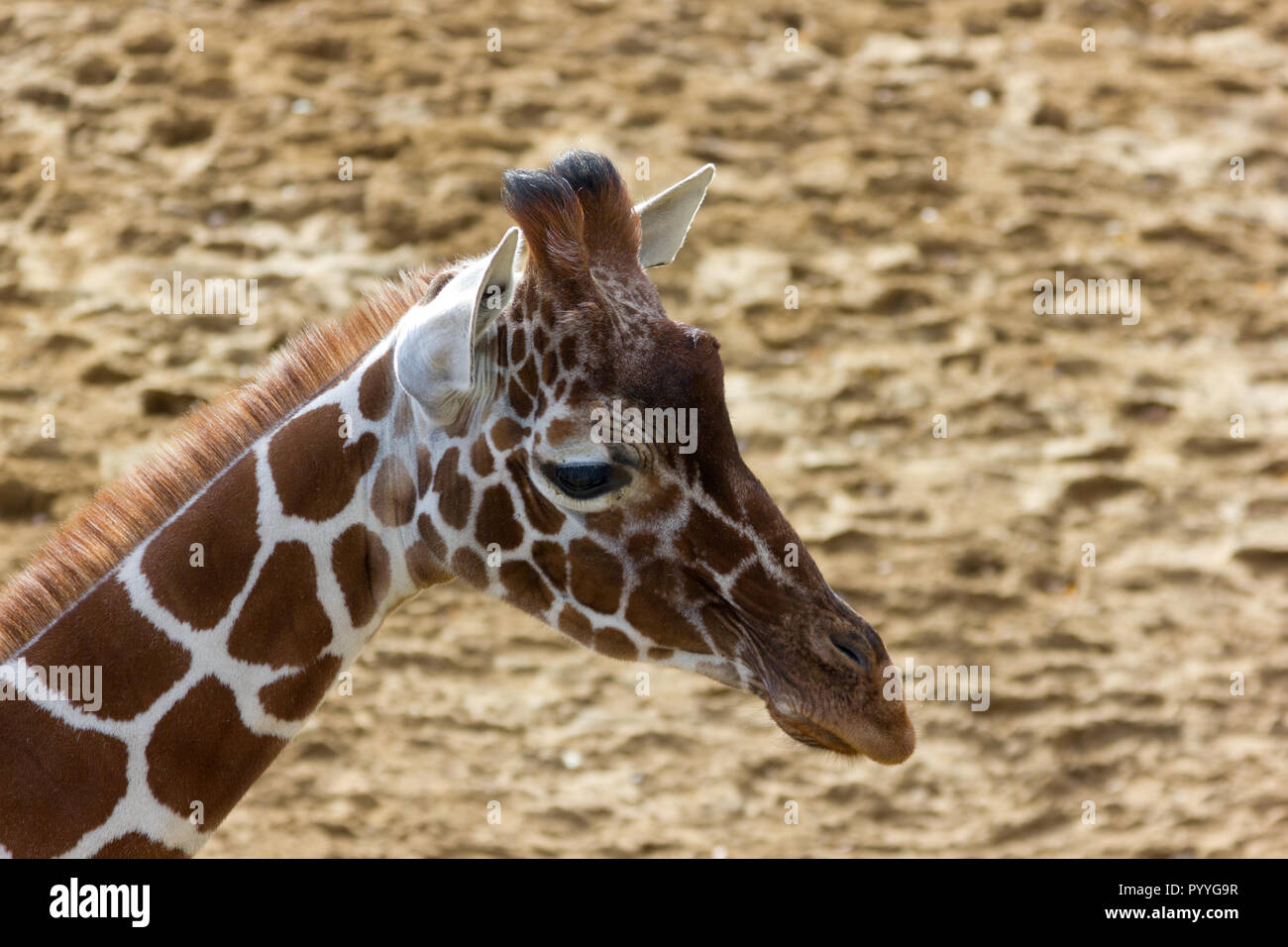 Young Giraffe (Giraffa camelopardalis) at a zoological park Stock Photo