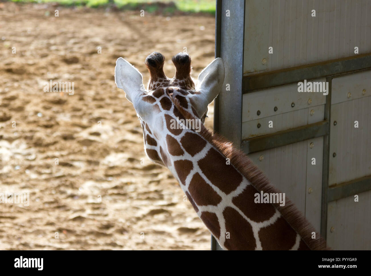 Young Giraffe (Giraffa camelopardalis) at a zoological park Stock Photo