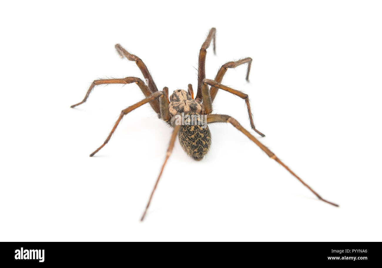 predatory spider isolated on white Stock Photo - Alamy