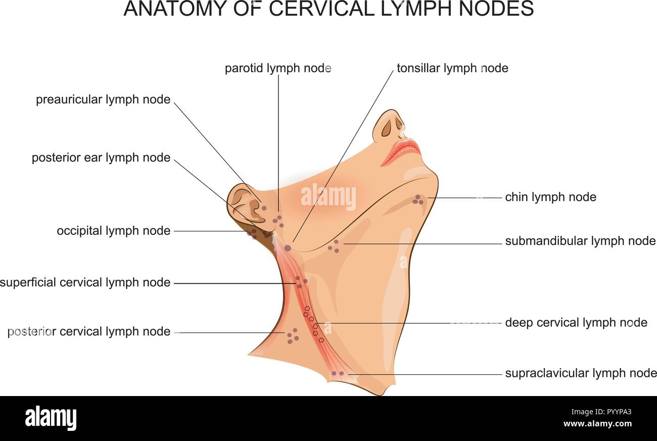 vector illustration of anatomy of cervical lymph nodes  Stock Vector