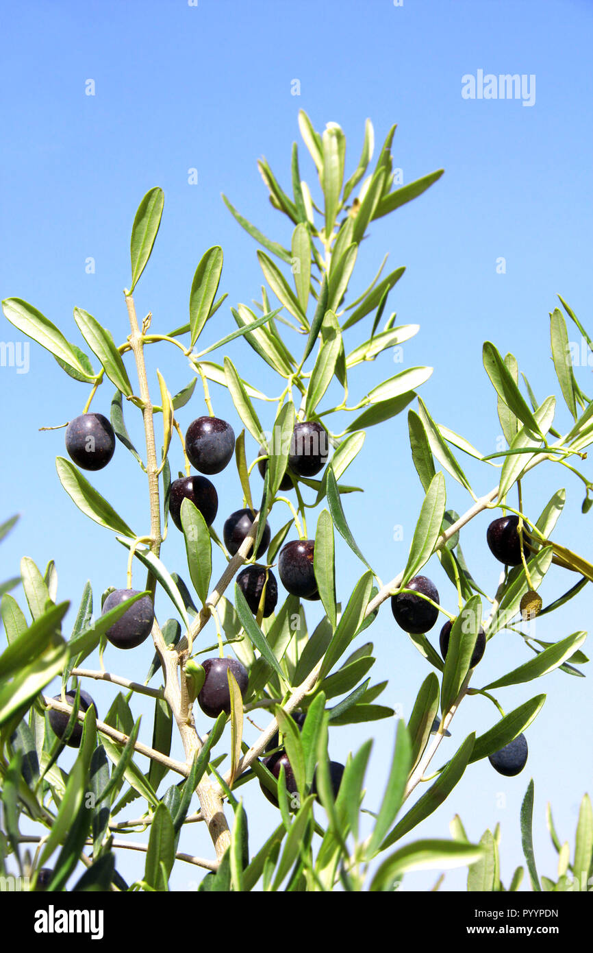 Forblive identifikation nøgen Ripe black olives on olive tree. Olive branch close up on blue sky  background Stock Photo - Alamy