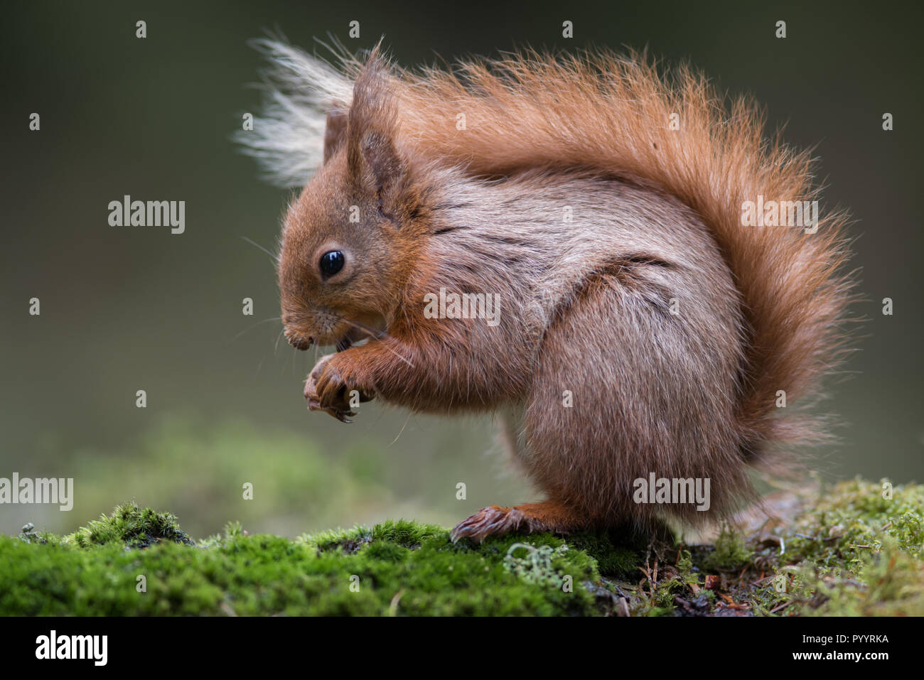 A close up of a red squirrel sitting on grass. It is a typical pose with the bushy tail over its back. The image almost fills the entire frame Stock Photo