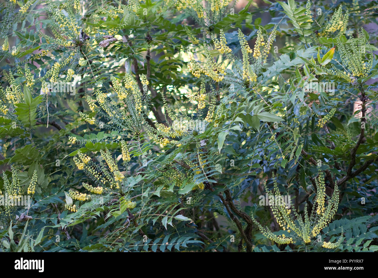 Mahonia x media 'Charity' shrub flowering in autumn uk Stock Photo