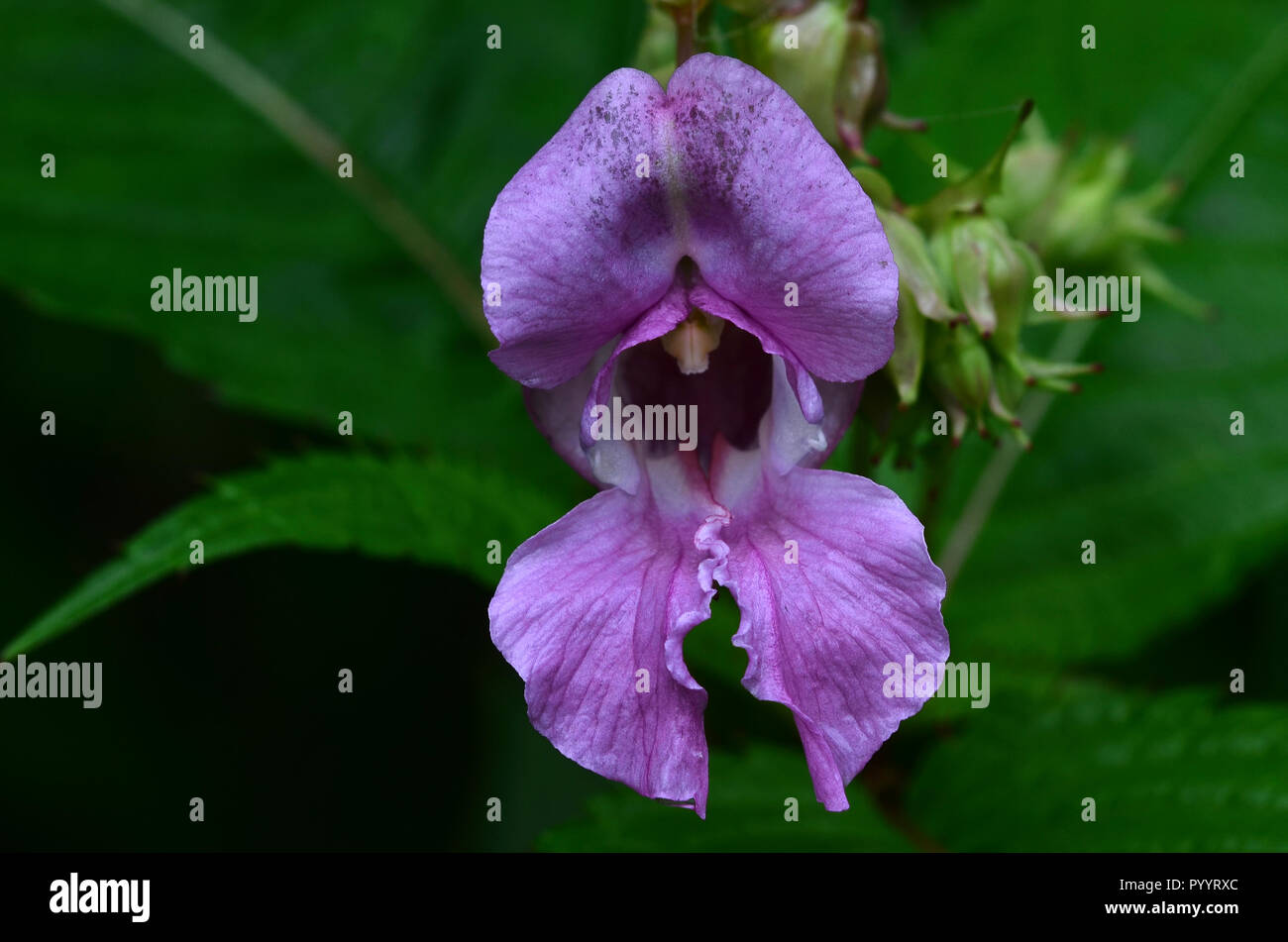 Close up of Indian or Himalayan balsam flower Stock Photo