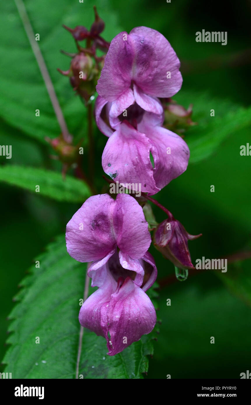 Close up of Indian or Himalayan balsam flowers Stock Photo