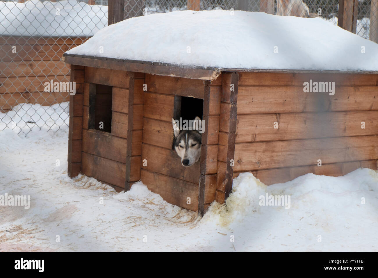 A siberian husky dog napping in a dog house while waiting for dog sledding near Kiruna, Sweden in winter. Stock Photo