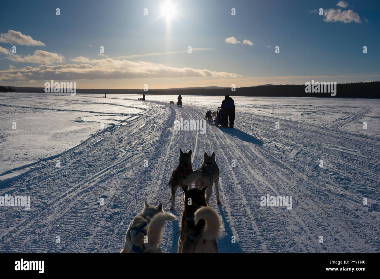 Dog sledding near Kiruna, Sweden. Stock Photo