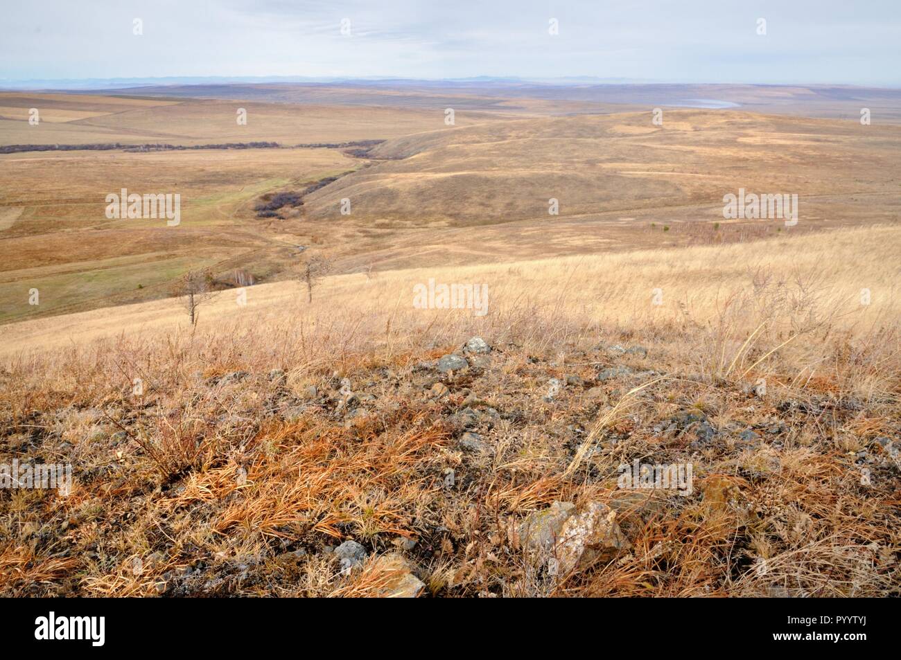 Autumn landscape with gentle hills covered with yellow autumn grass in Khakassia, Russia Stock Photo