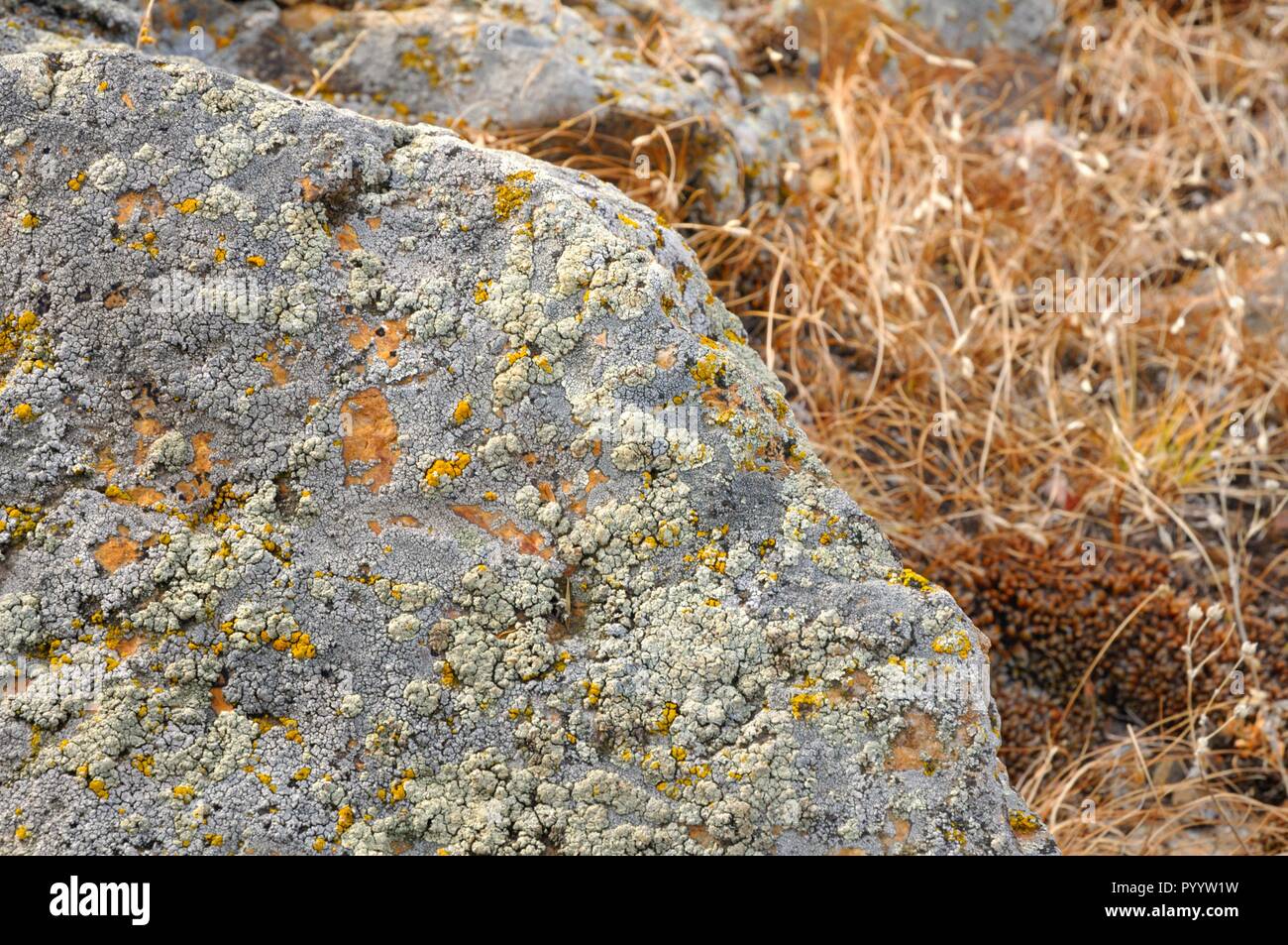Shallow depth of field view of rock stones covered with lichen surrounded by yellow autumn grass on gentle hills in Khakassia, Russia Stock Photo