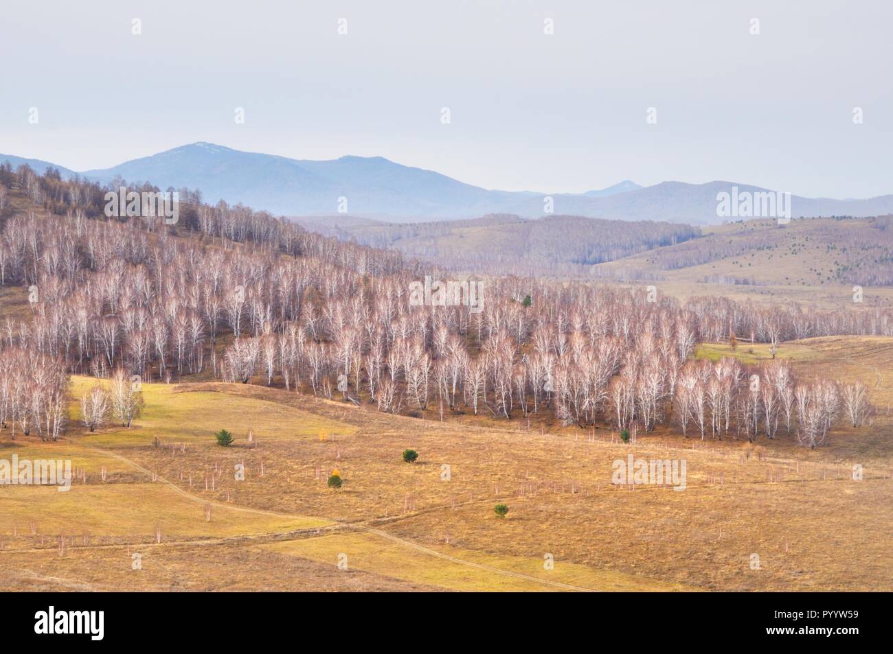 Autumn landscape with gentle hills covered with yellow autumn grass and bare autumn trees in Khakassia, Russia Stock Photo