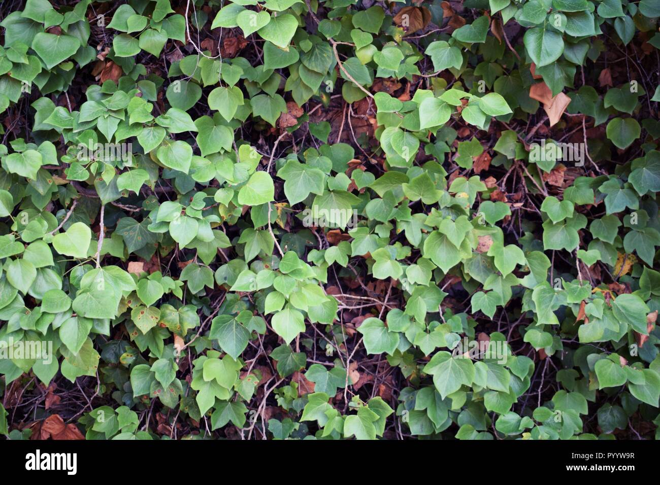 Detail of the green plants, Mallorca, wallpaper, background, romantic place, growth on the wall, intensive green, melancholy mood, perfect nature Stock Photo - Alamy Detail of the green plants, Mallorca, wallpaper, background, romantic place, growth on the wall, intensive green, melancholy mood, perfect nature Stock Photo - Alamy