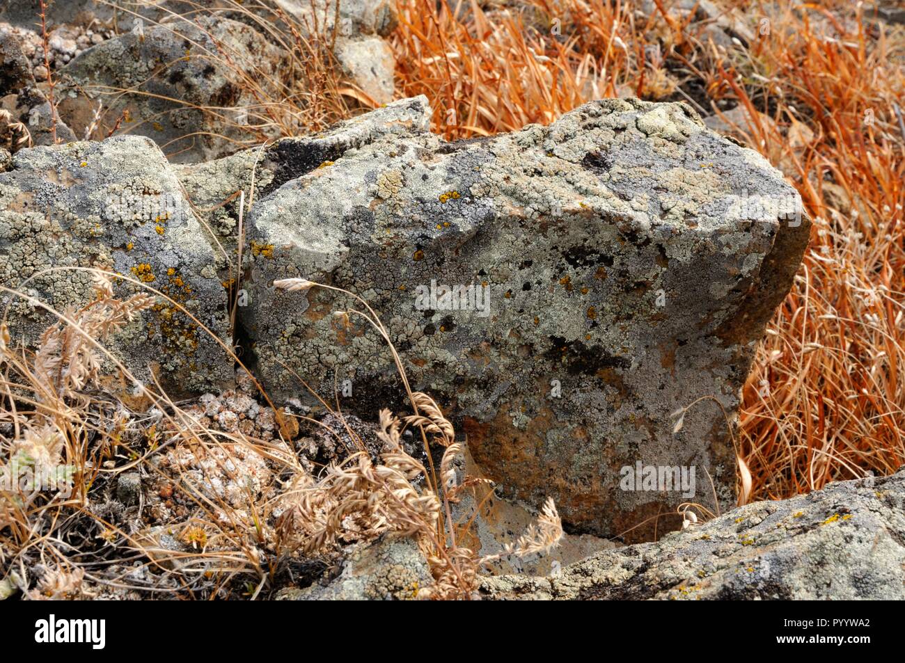 Rock stones covered with lichen surrounded by yellow autumn grass on gentle hills in Khakassia, Russia Stock Photo