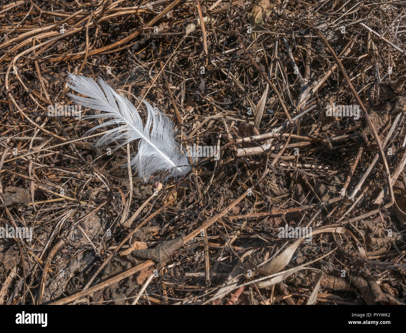 White bird feather isolated among autumnal plant debris. Single feather. Stock Photo