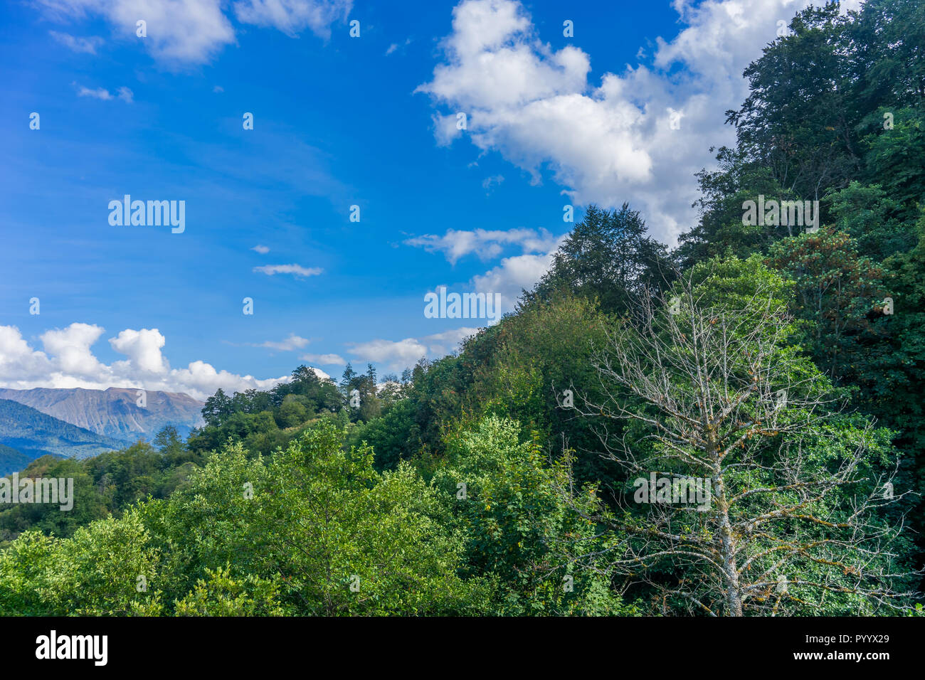 Mountain landscape with trees against a blue sky with clouds Stock ...
