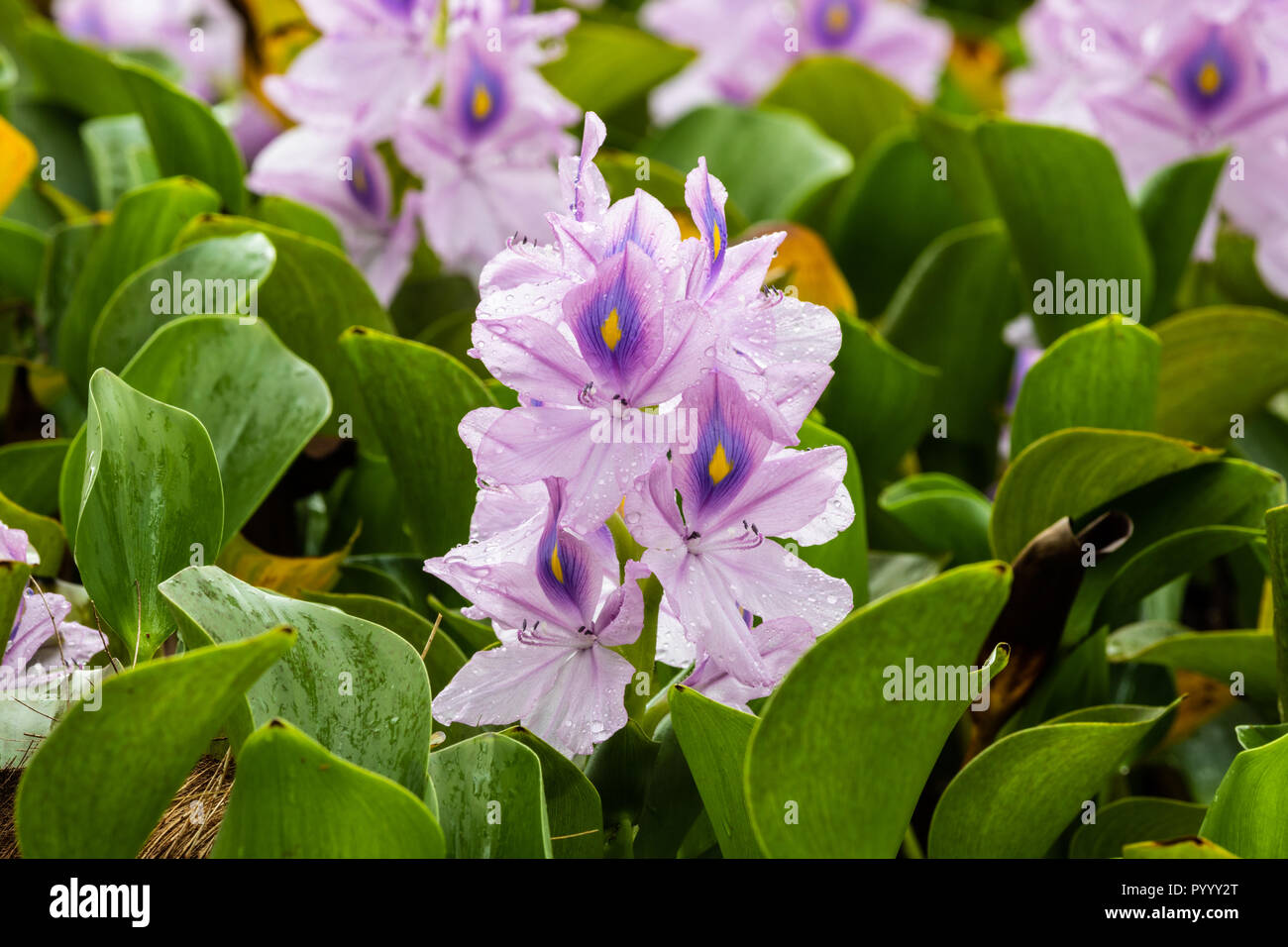 Common Water Hyachinth flower (eichhornia crassipes) in Botanical garden in Hilo, on Hawaii's Big Island. Stock Photo