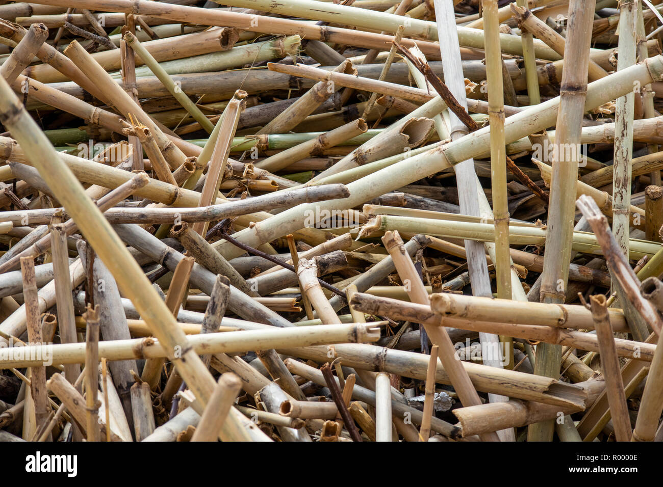 alluvial broken reed Stock Photo Alamy