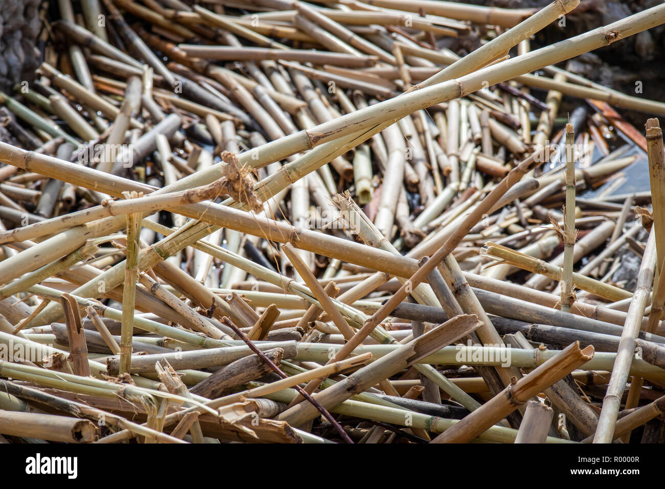 alluvial broken reed Stock Photo Alamy