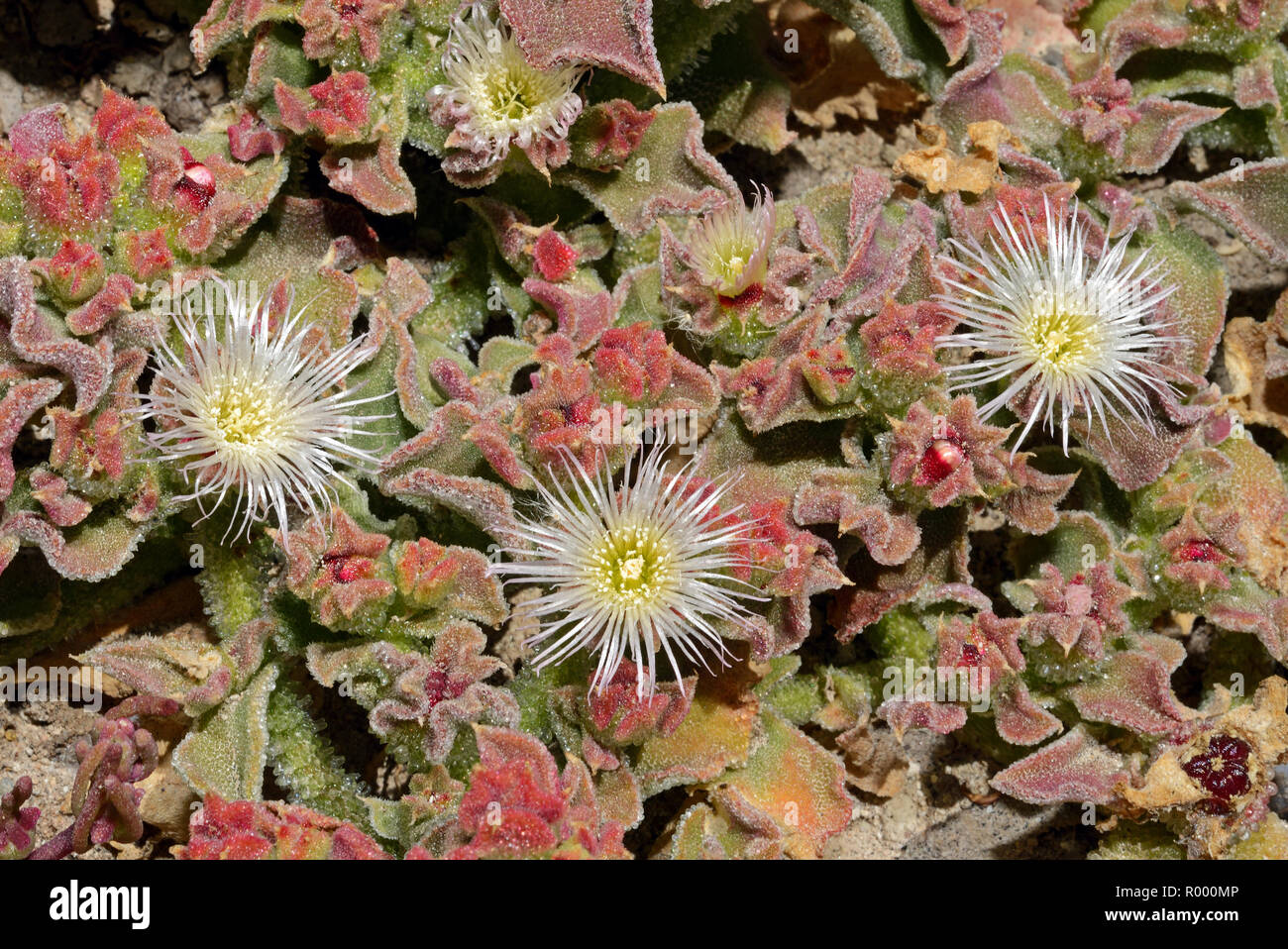 Mesembryanthemum crystallinum (crystalline ice plant) is a prostrate succulent that can tolerate nutritionally poor and saline soils. Stock Photo