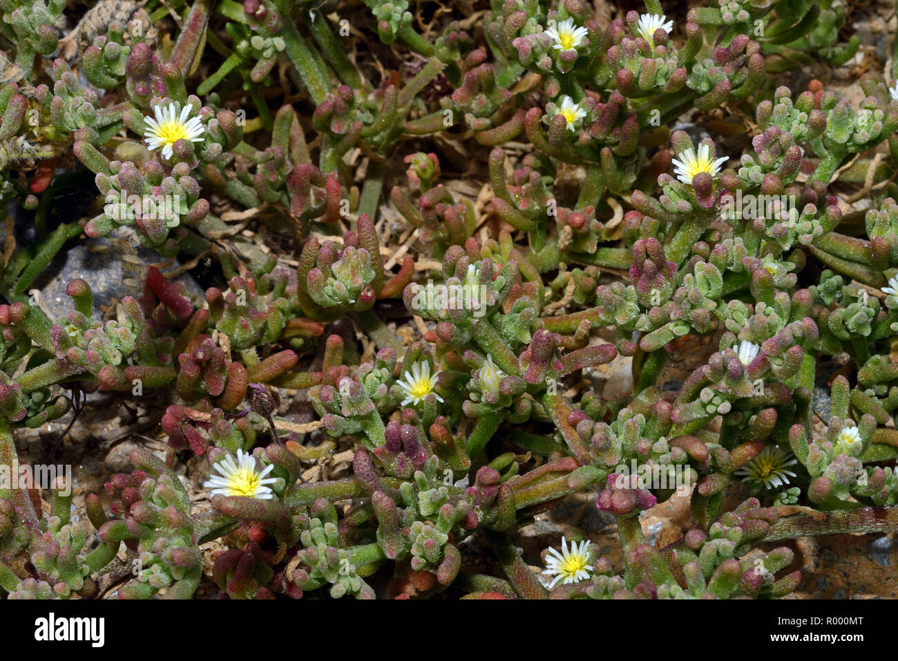 Mesembryanthemum nodiflorum (slenderleaf ice plant) is a succulent plant often found in coastal habitats. Stock Photo