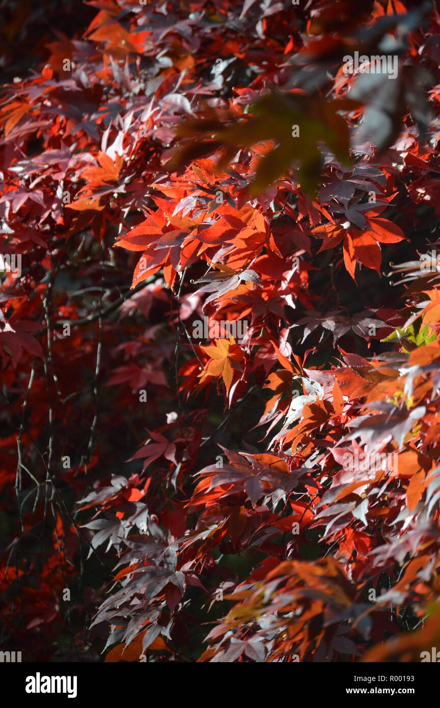 Red leaves backdrop hi-res stock photography and images - Alamy
