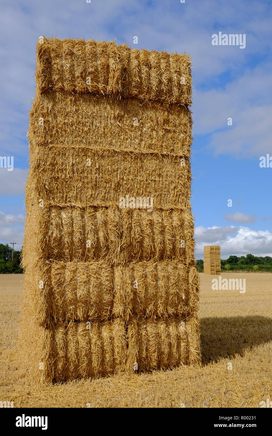 straw bales stacked in a field in Yorkshire, England, in the late summer Stock Photo