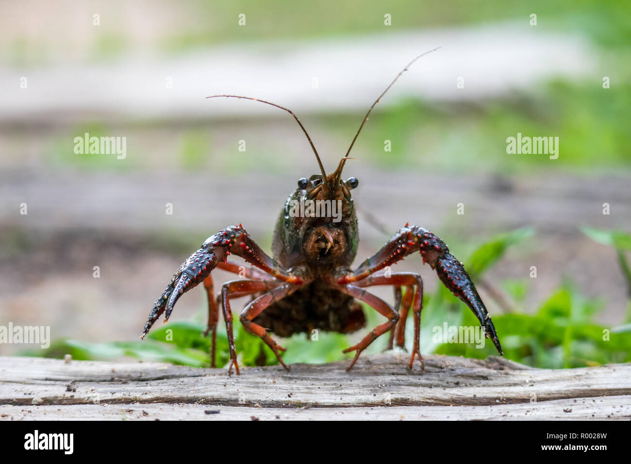 Procambarus clarkii, also red swamp crayfish, also Louisiana crayfish Stock Photo