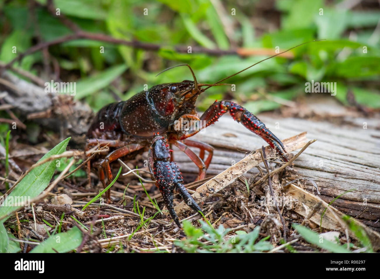 Procambarus clarkii, also red swamp crayfish, also Louisiana crayfish Stock Photo