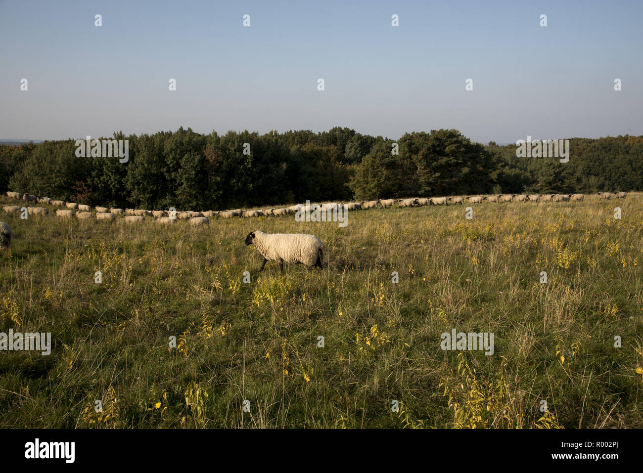 Sheep grazing in the meadows in a hilly landscape called Zickersche Berge on Mönchgut peninsula in Southeast Rügen Island. Stock Photo