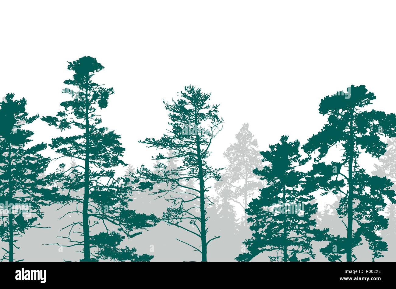 Realistic illustration of a green forest with coniferous trees with two ...