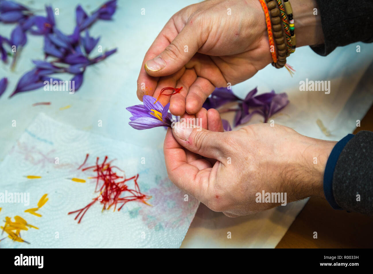 separation of the pistils (red) and the stamens (yellow) from the saffron flowers. Civitaretenga, Abruzzo Stock Photo