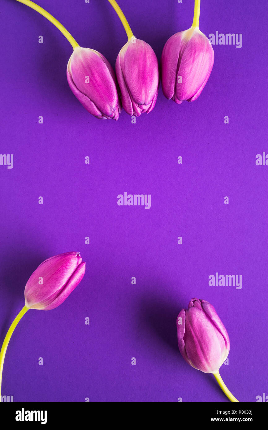 five purple tulips on dark blue background Stock Photo