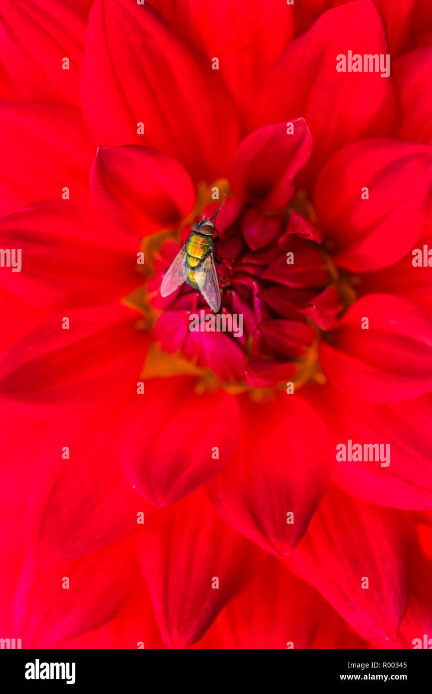 golden insect on red dahlia blossom Stock Photo