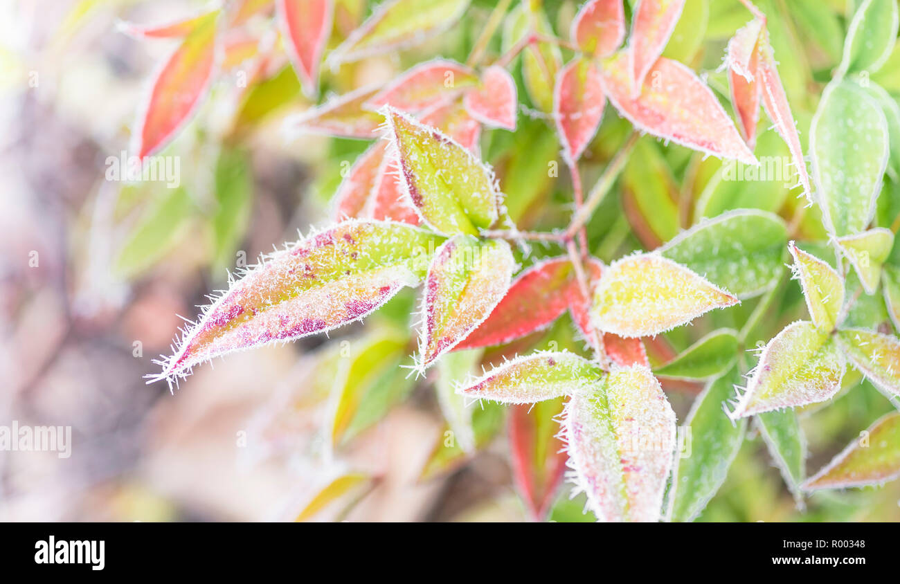 autumn-colored nandina domestica leaves covered with hoarfrost Stock Photo