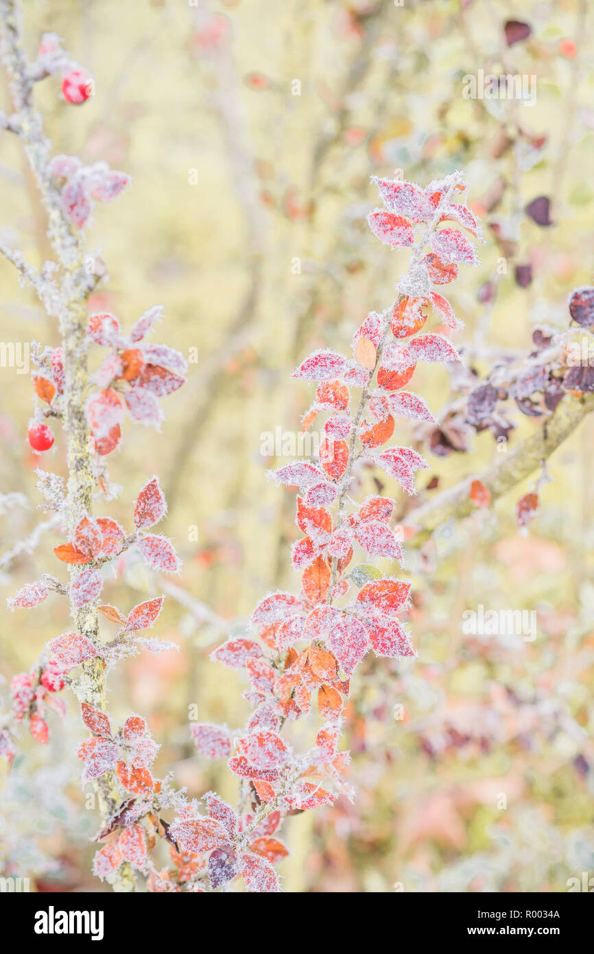 himalyan cotoneaster twigs covered with hoarfrost Stock Photo