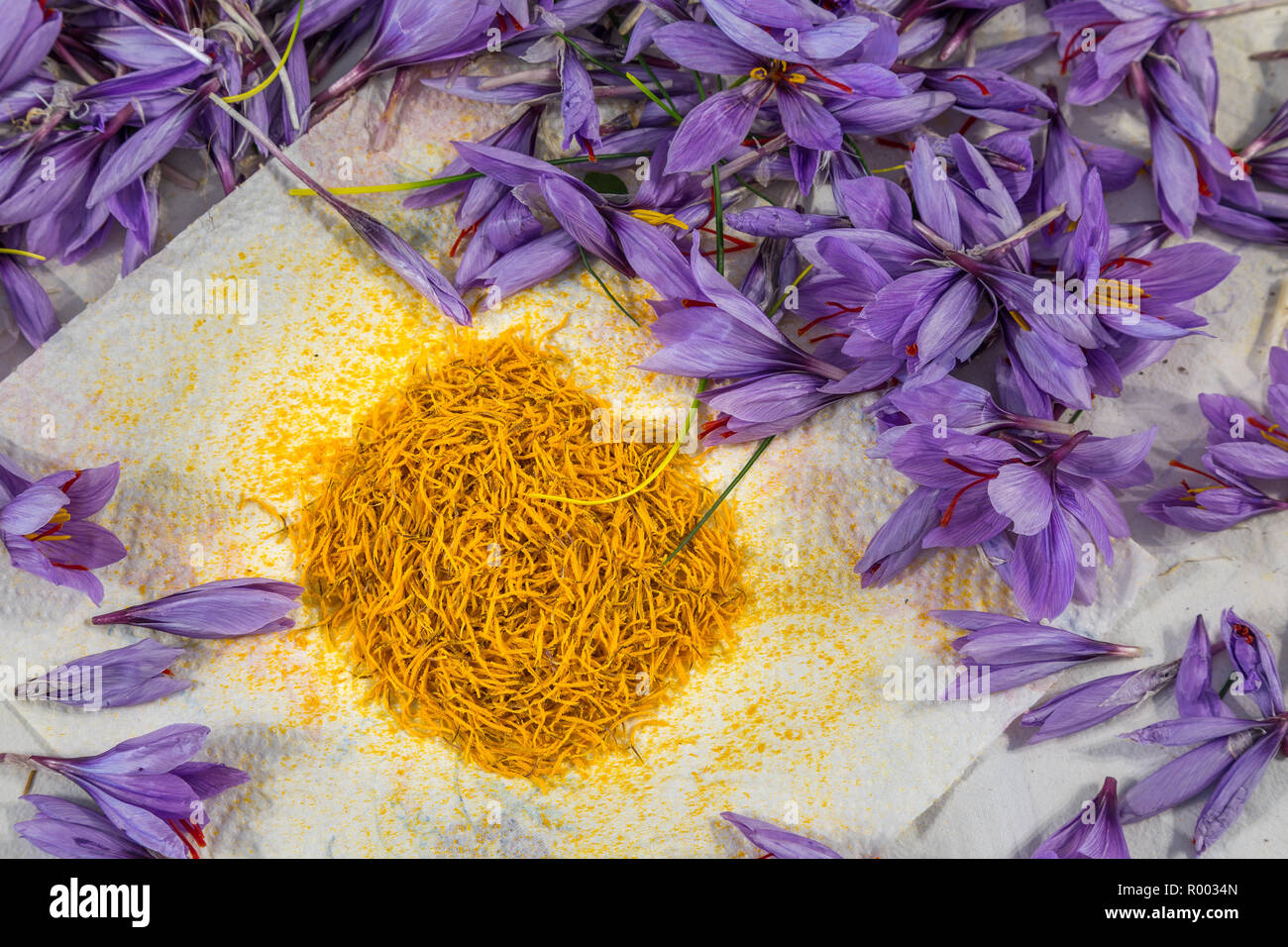 anthers or stamens (yellow) of saffron in the Navelli plateau, Abruzzo Italy Stock Photo