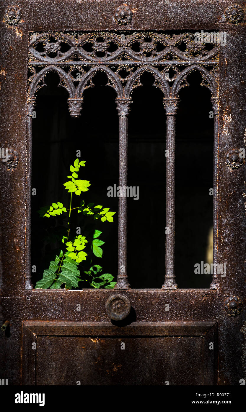 rusty historic metal door and green plant Stock Photo