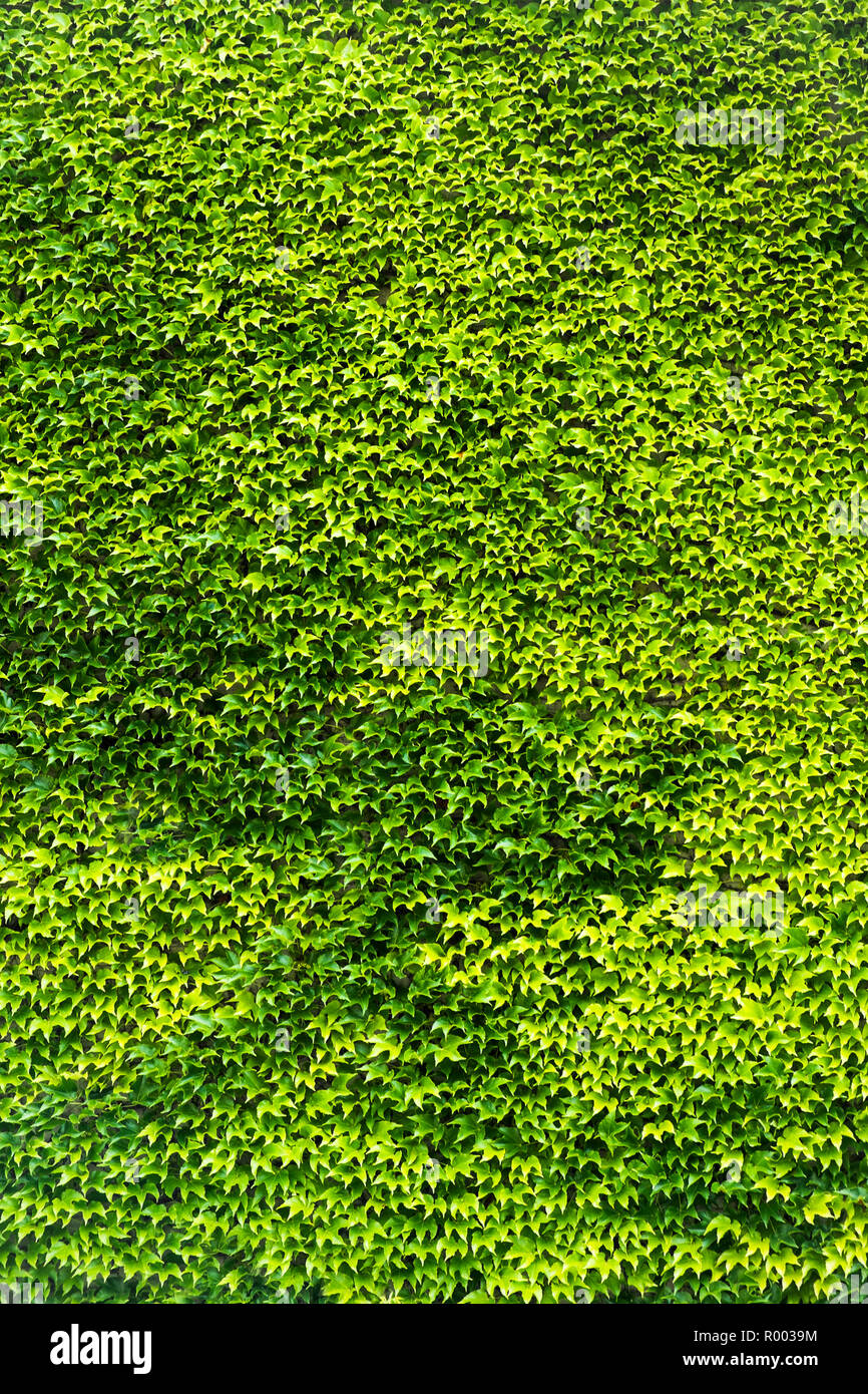 overgrown wall, green ivy background Stock Photo