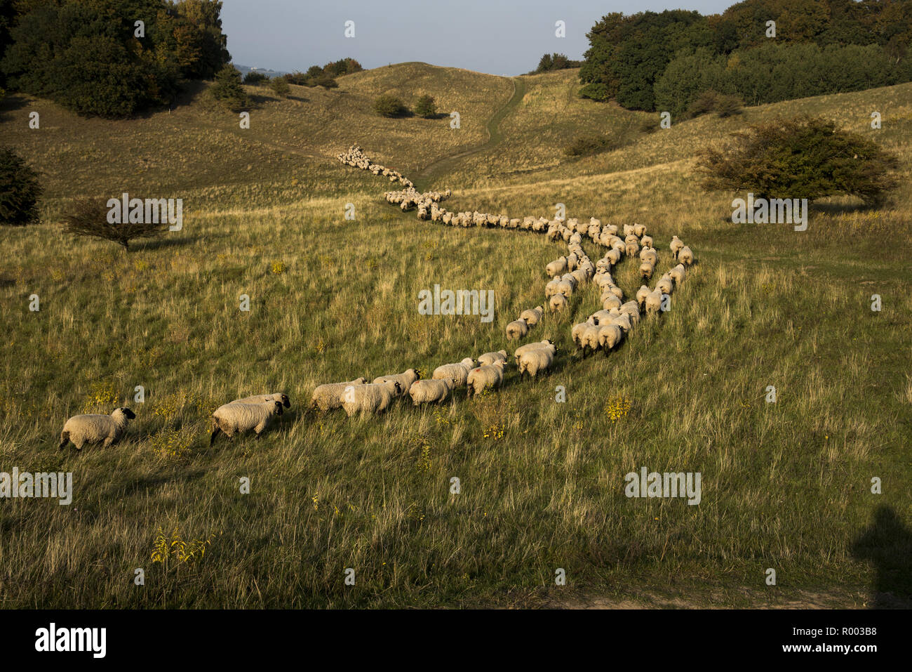 Sheep grazing in the meadows in a hilly landscape called Zickersche Berge on Mönchgut peninsula in Southeast Rügen Island. Stock Photo