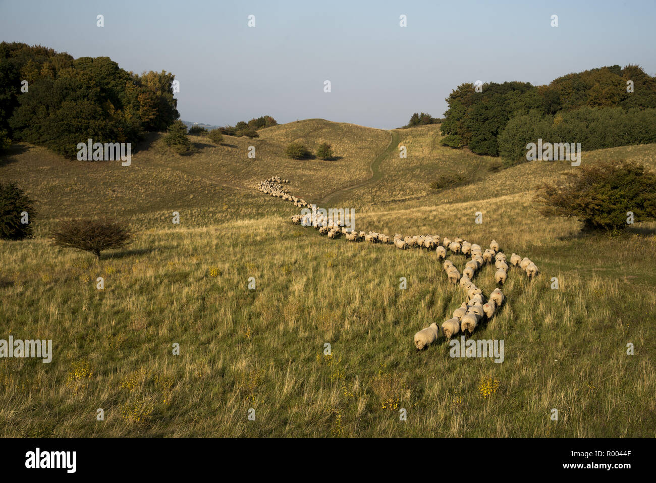 Sheep grazing in the meadows in a hilly landscape called Zickersche Berge on Mönchgut peninsula in Southeast Rügen Island. Stock Photo